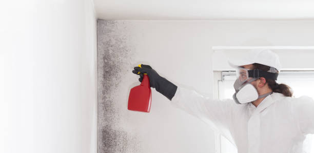 Best Basement Mold Remediation in Bel Ridge, MO