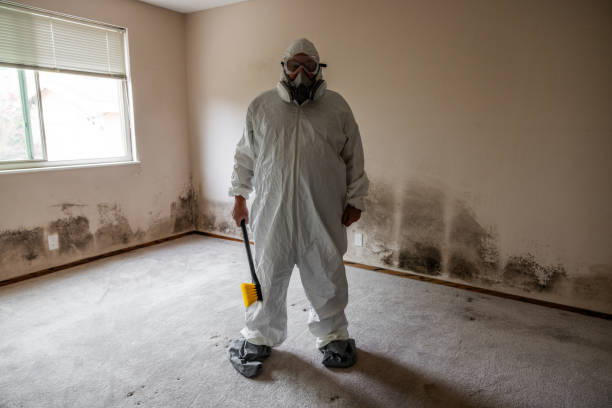 Best DIY Mold Remediation Support Services in Bel Ridge, MO