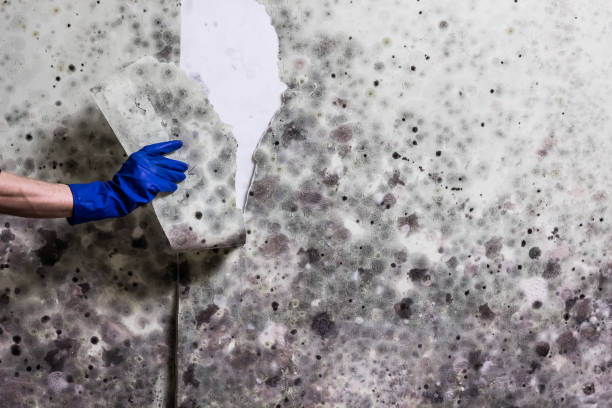 Best Post-Flood Mold Remediation in Bel Ridge, MO
